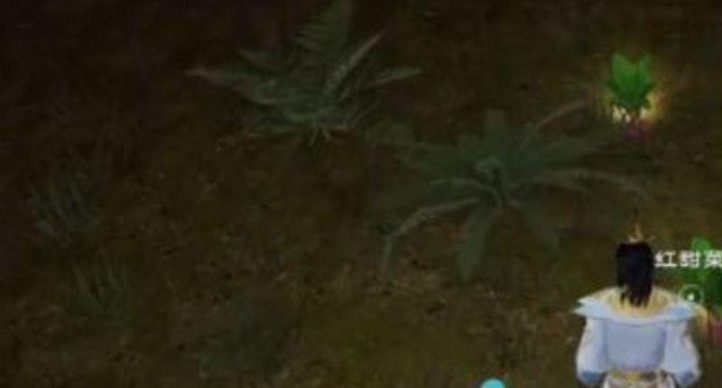 《太荒初境》红甜菜在哪里？