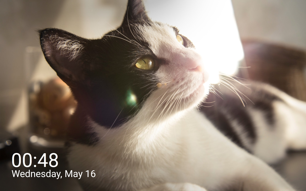 CutieCats - New tab images of cats & kittens