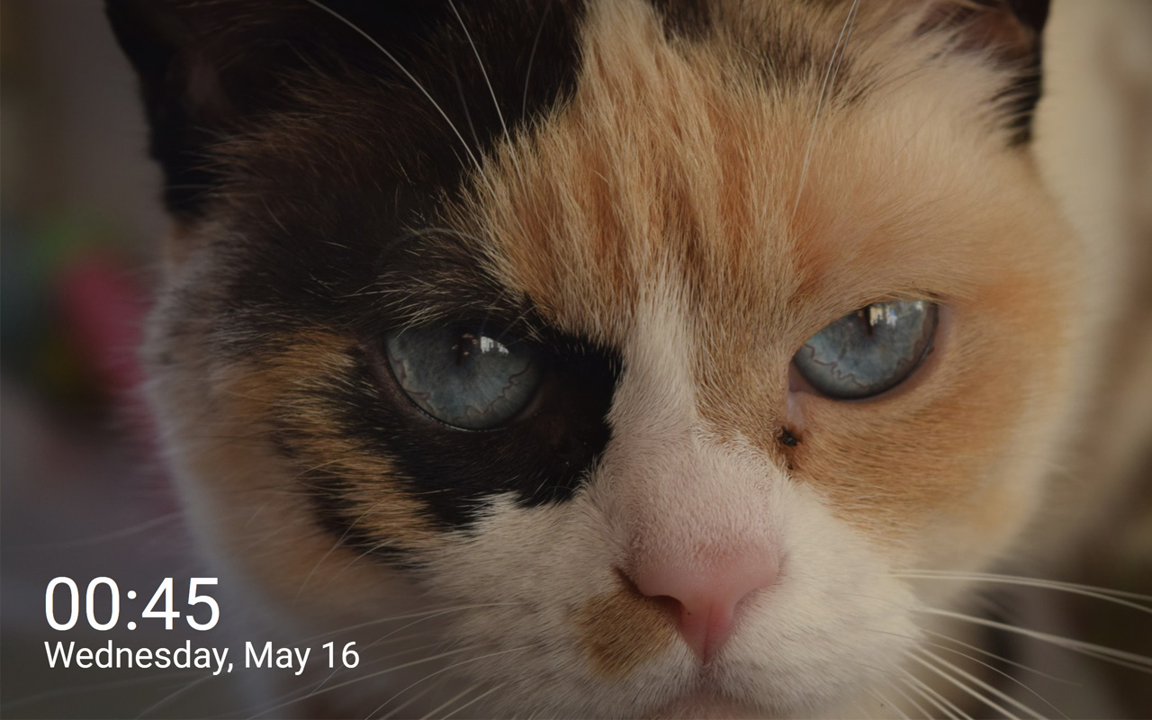 CutieCats - New tab images of cats & kittens