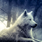Wolf Wallpaper